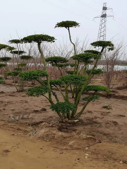 河北造型女贞