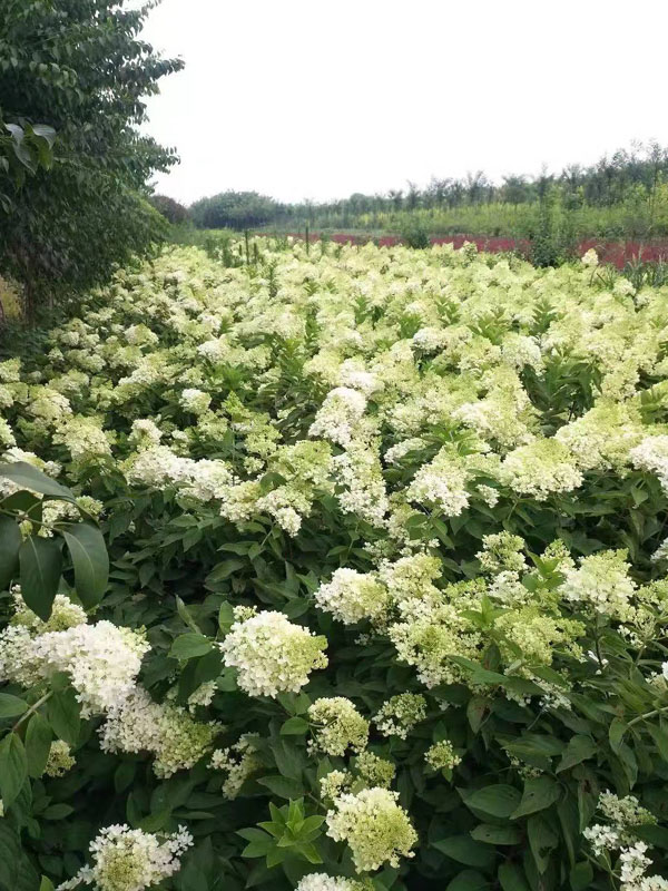 朝阳木绣球、大花水亚木