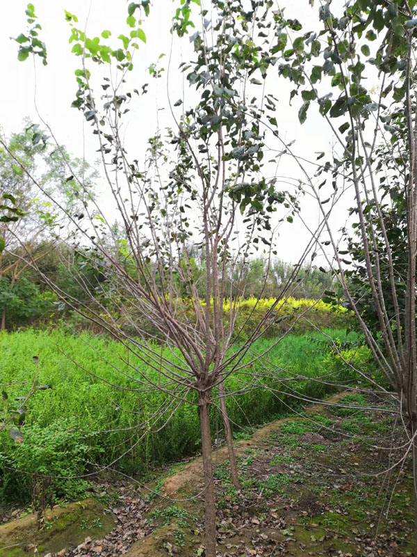 芜湖案例展示