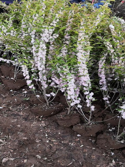 蚌埠红花麦李