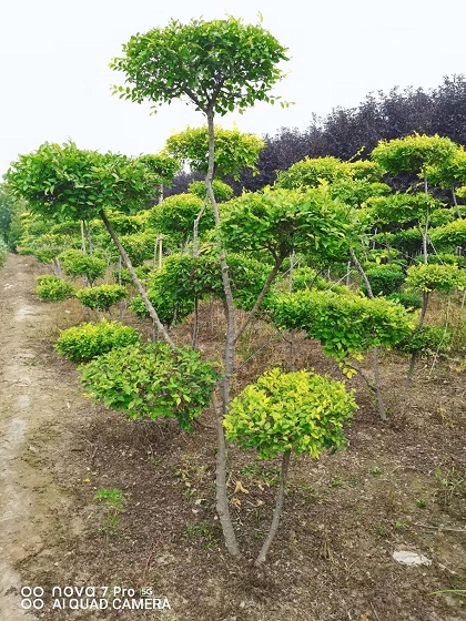 河北造型金叶榆