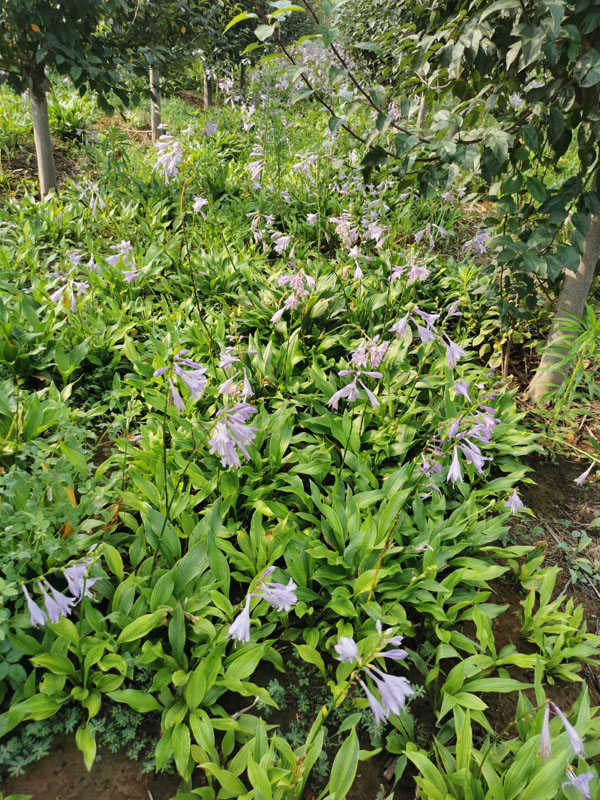 苗木的形态指标