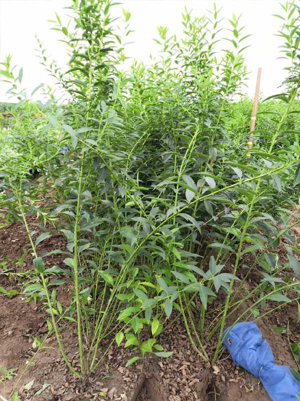 金钟连翘 金钟花