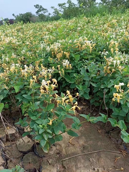 金银花